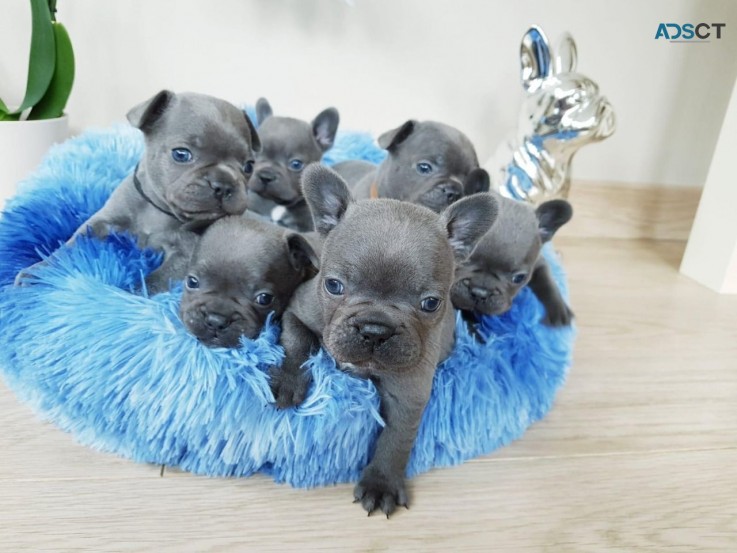 French Bulldog puppies Available Now