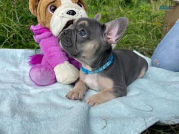 French Bulldog puppies Available Now