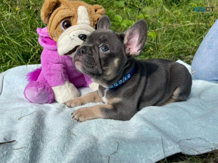 French Bulldog puppies Available Now