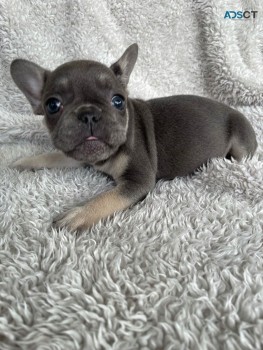 French Bulldog puppies Available Now