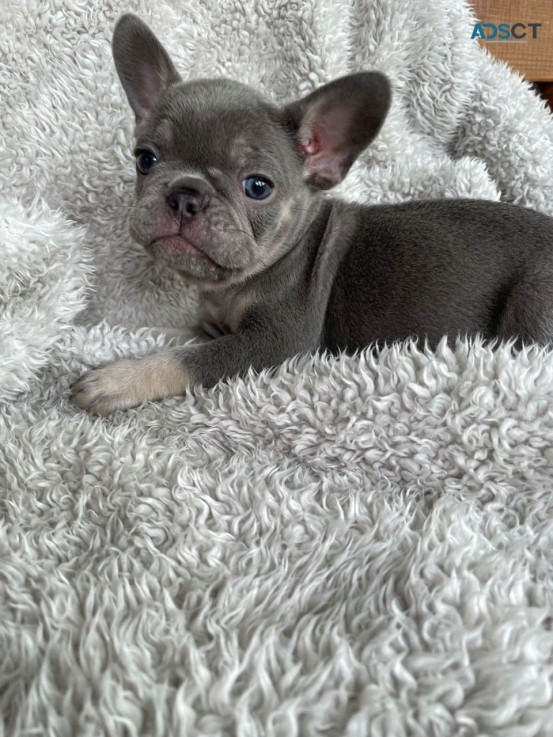 French Bulldog puppies Available Now