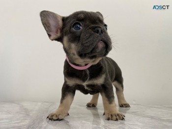 French Bulldog puppies Available Now