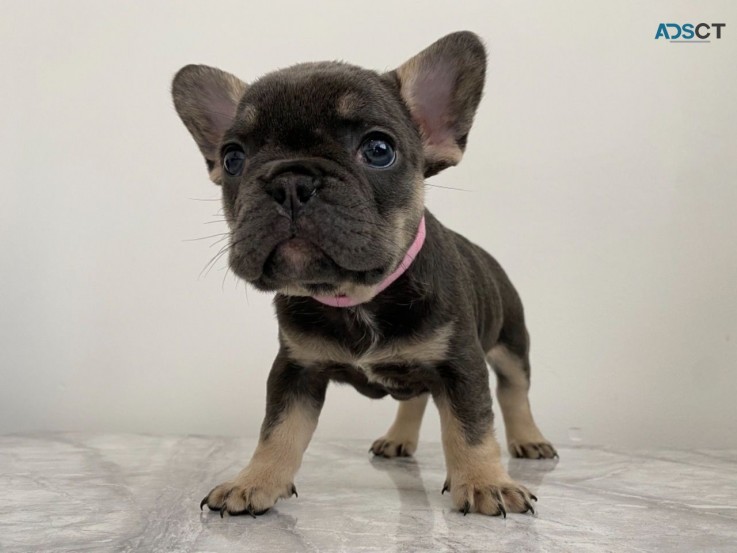 French Bulldog puppies Available Now