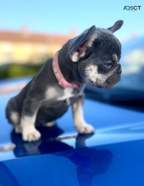 French Bulldog puppies Available Now