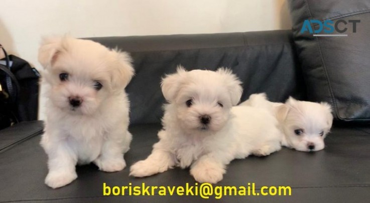 Maltese puppies for sale