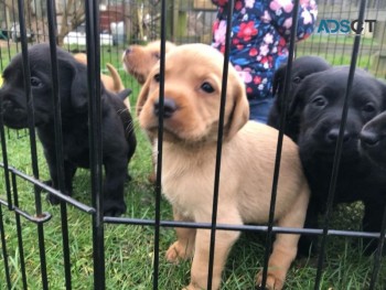 Labrador retriever puppies for sale 