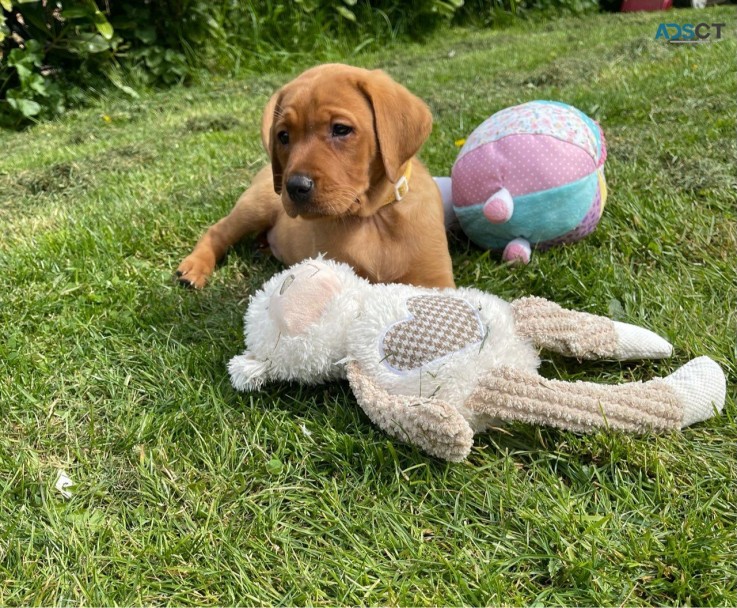 Labrador retriever puppies for sale 