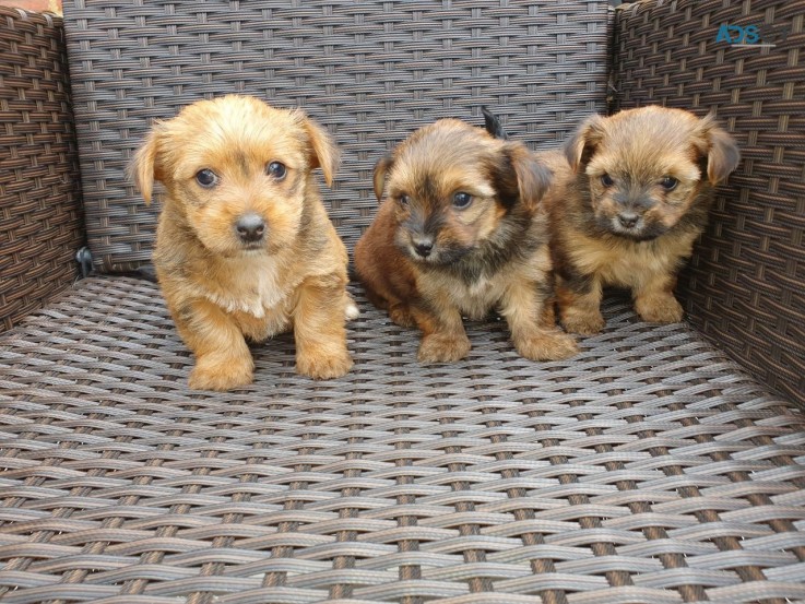 Jack Russell puppies Available Now