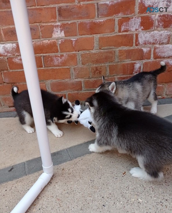 Siberian Husky puppies