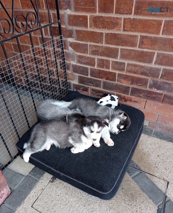 Siberian Husky puppies