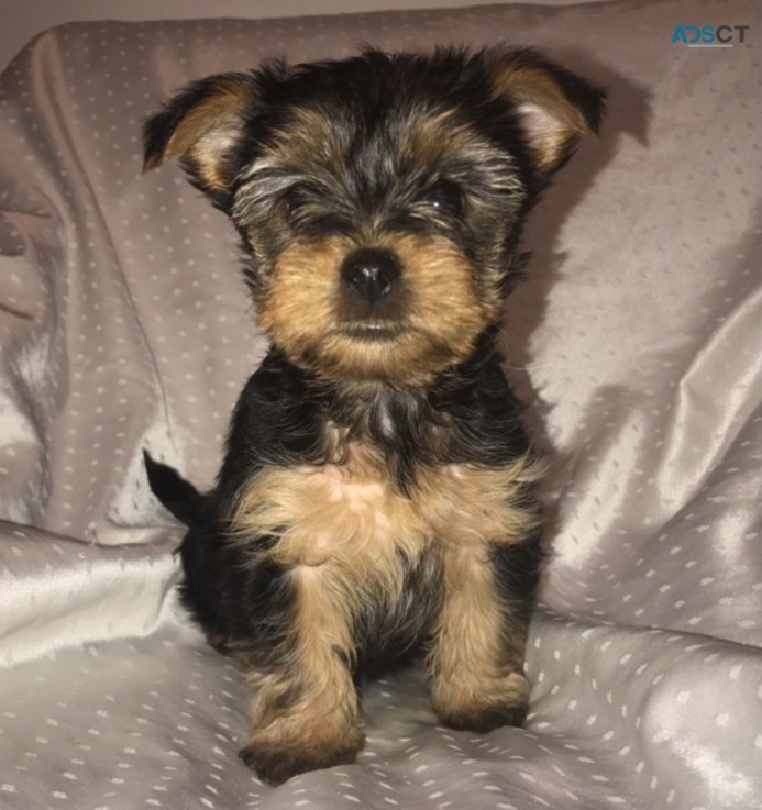 Yorkshire Terrier  puppies Available Now