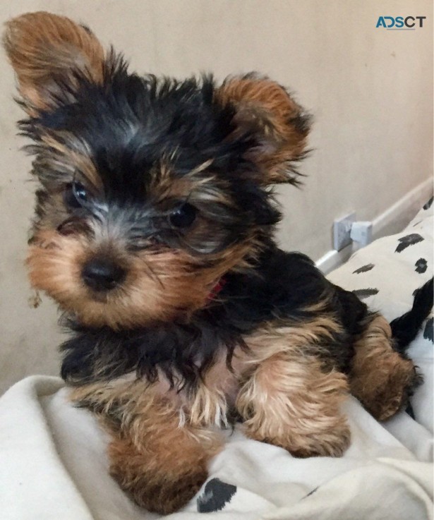 Yorkshire Terrier  puppies Available Now