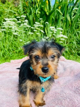 Yorkshire Terrier  puppies Available Now