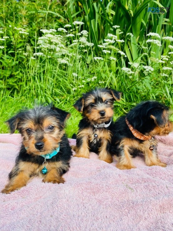 Yorkshire Terrier  puppies Available Now