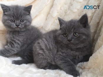 British Shorthair Kittens