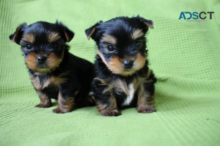 Beautiful Yorkshire Terriers Pups