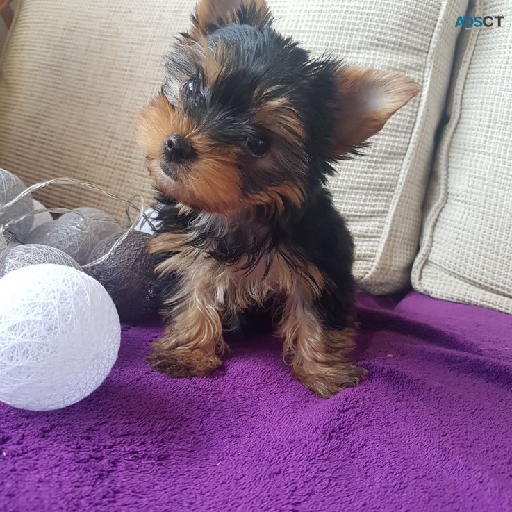 Beautiful Yorkshire Terriers Pups