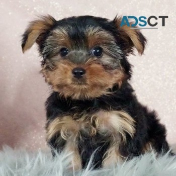 Yorkie puppies for sale 