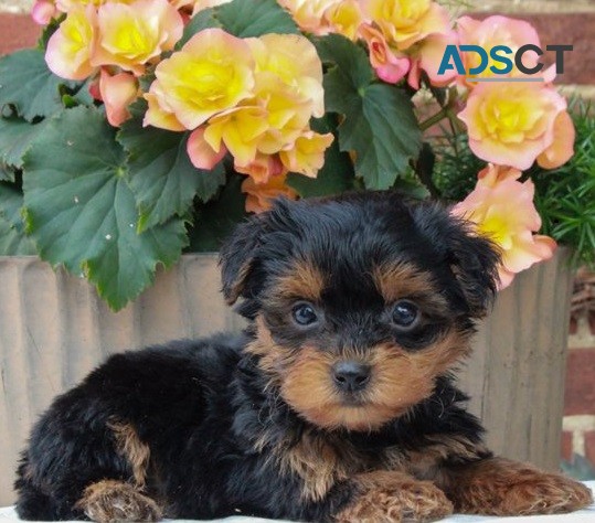 Yorkie puppies for sale 