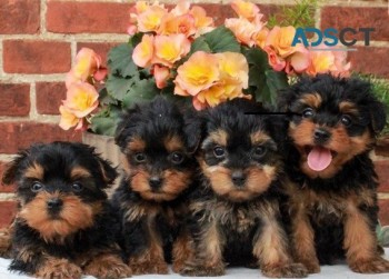 Yorkie puppies for sale 