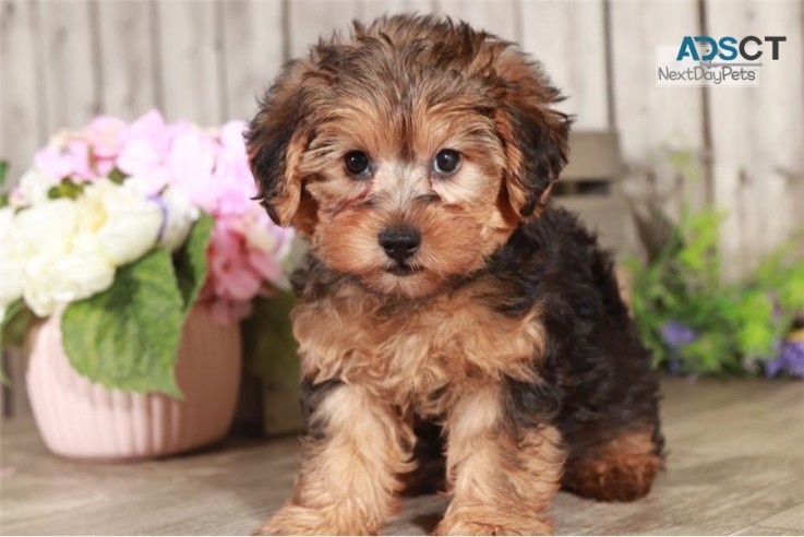 Yorkie puppies for sale 