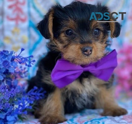 Yorkie puppies for sale 