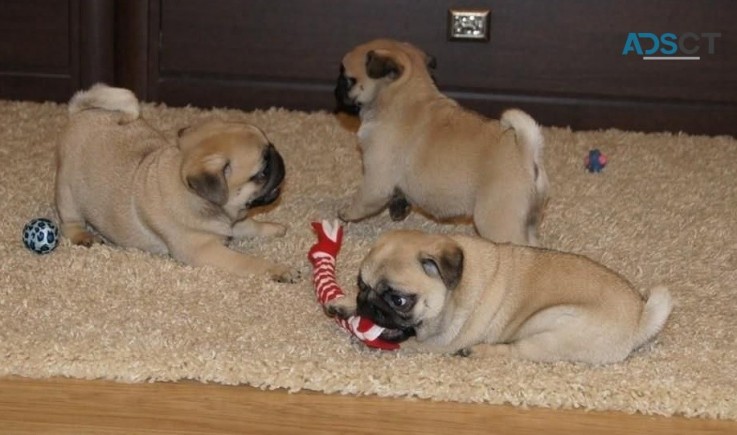 Pug puppies for sale