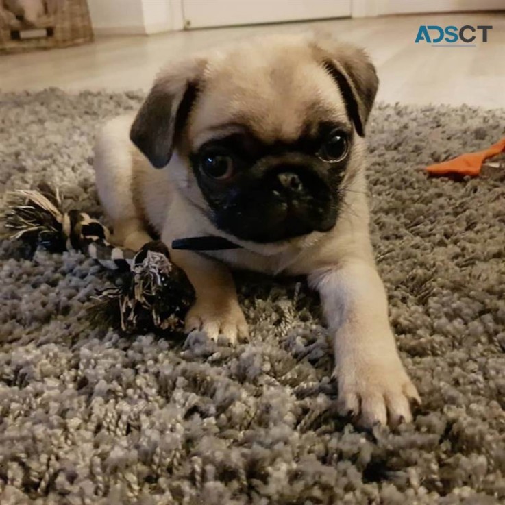 Pug puppies for sale