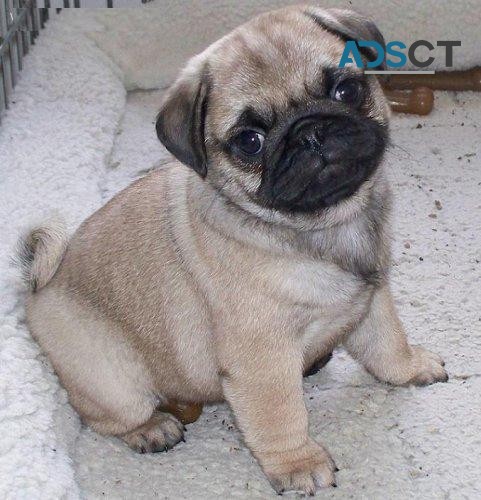 Pug puppies for sale