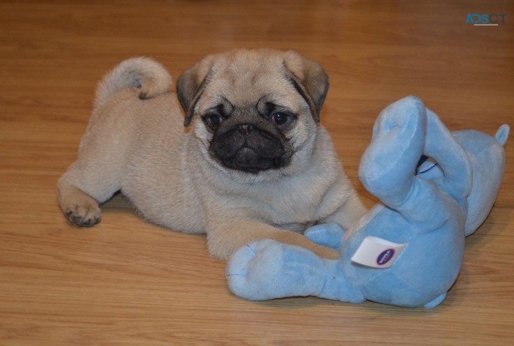 Pug puppies for sale