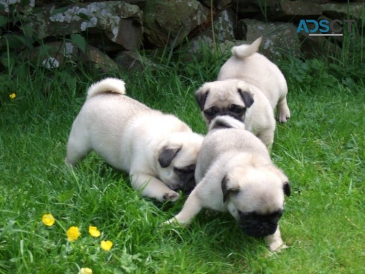 Pug puppies for sale