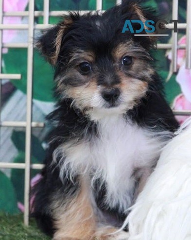  Yorkie puppies for sale 