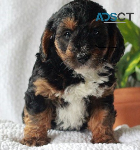  Yorkie puppies for sale 