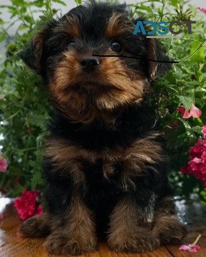  Yorkie puppies for sale 