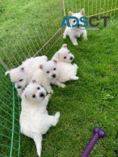 West Highlander Terrier puppies