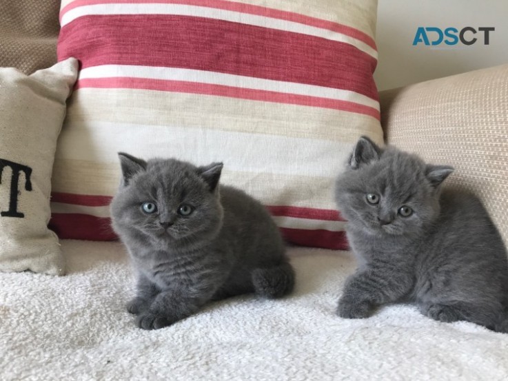 British shorthair 3 Classic BSH Kittens 