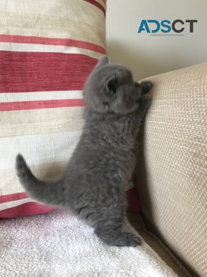 British shorthair 3 Classic BSH Kittens 