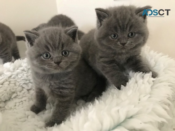 British shorthair 3 Classic BSH Kittens 