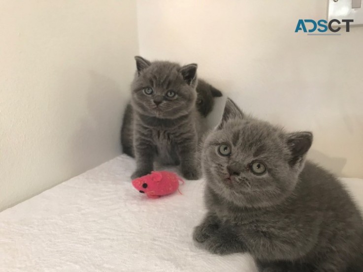 British shorthair 3 Classic BSH Kittens 