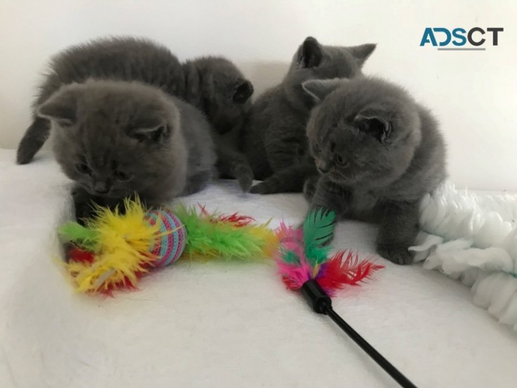 British shorthair 3 Classic BSH Kittens 