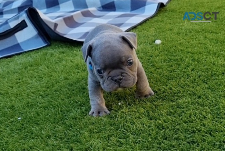 Cute French bulldog puppies for sale