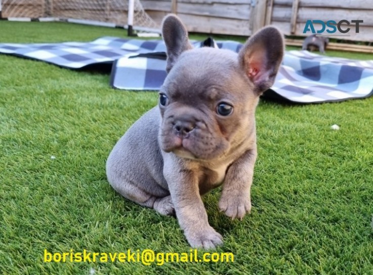 Cute french bulldog puppies for sale