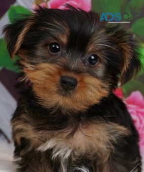 Yorkie puppies for sale 