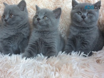 British Shorthair Kittens