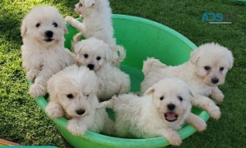 Tiny Cute Maltese Dogs!!!