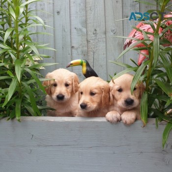 Golden Retriever Pups