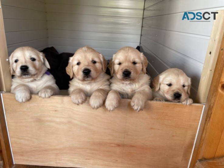 Golden Retriever Pups