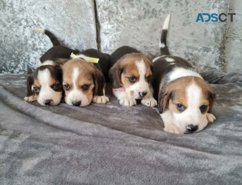  Adorable Beagle Puppies