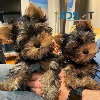 Yorkshire Terrier Puppies