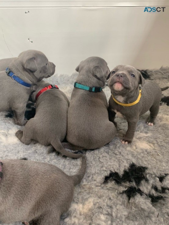 Blue Staffordshire Bull Terrier Pups